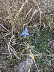 Nemastylis geminiflora