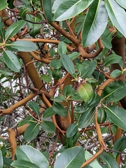 Arbutus menziesii