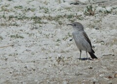 Muscisaxicola rufivertex