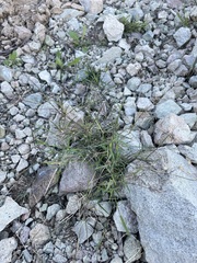 Muhlenbergia microsperma