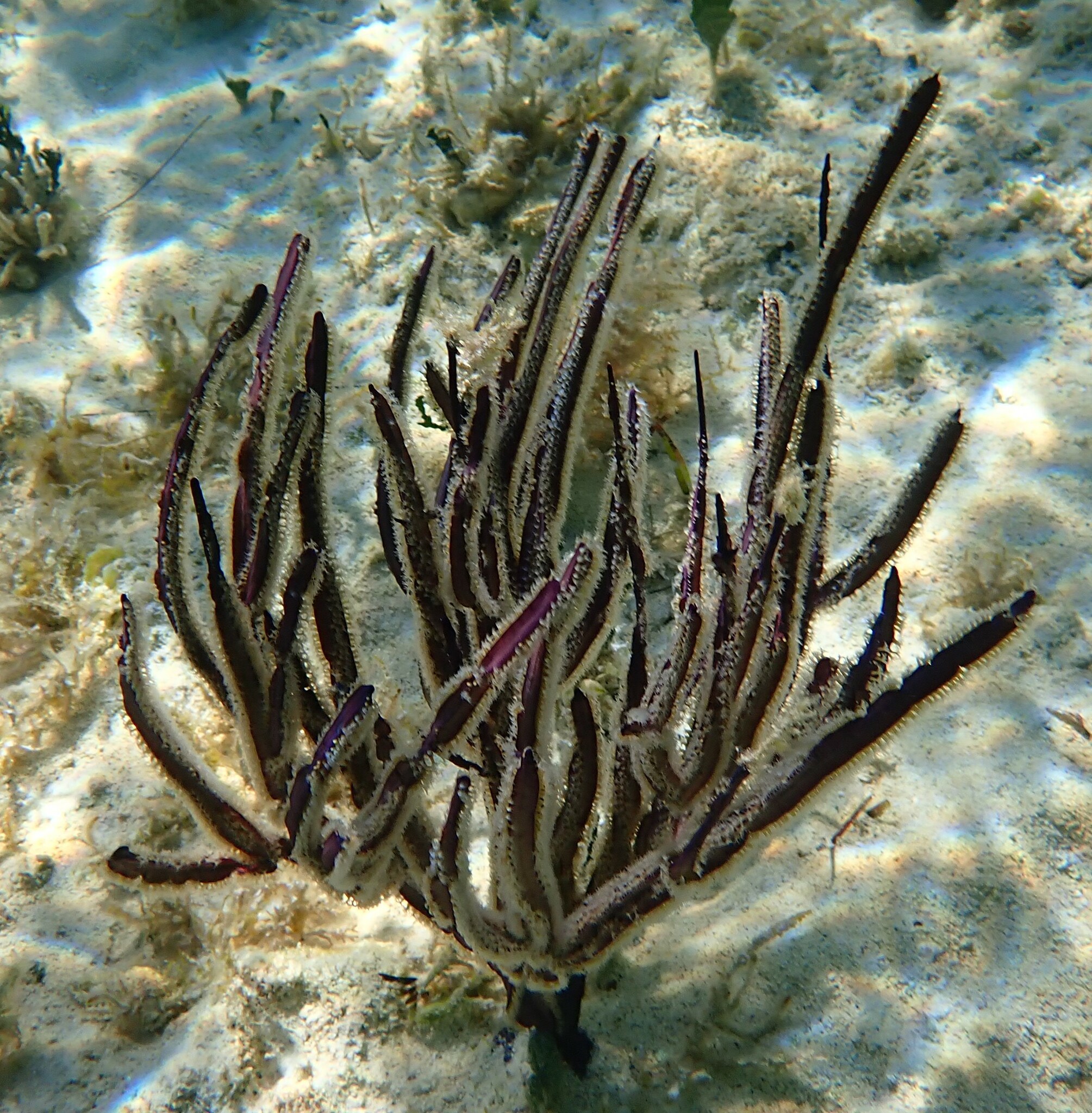 Pterogorgia anceps (Pallas, 1766)