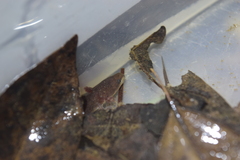 Necturus punctatus