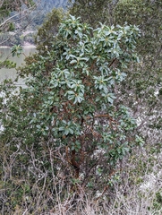 Arbutus menziesii