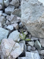 Muhlenbergia microsperma
