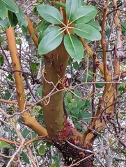 Arbutus menziesii