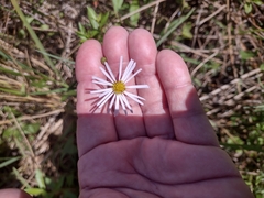 Symphyotrichum simmondsii