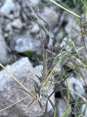 Muhlenbergia microsperma