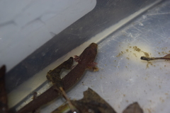 Necturus punctatus
