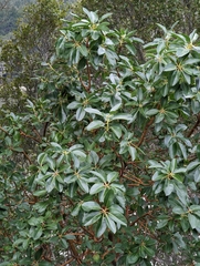 Arbutus menziesii
