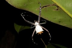 Argiope submaronica