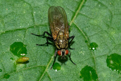 Hydrophoria lancifer