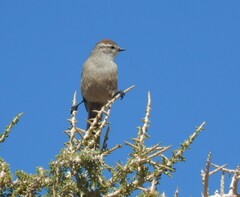 Leptasthenura aegithaloides