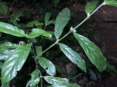 Lasianthus chlorocarpus