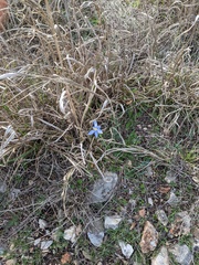 Nemastylis geminiflora