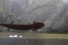 Necturus punctatus