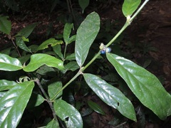 Lasianthus chlorocarpus