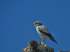 Muscisaxicola rufivertex