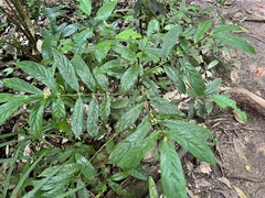 Lasianthus chlorocarpus