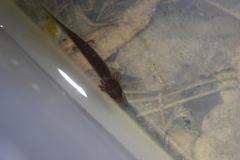 Necturus punctatus