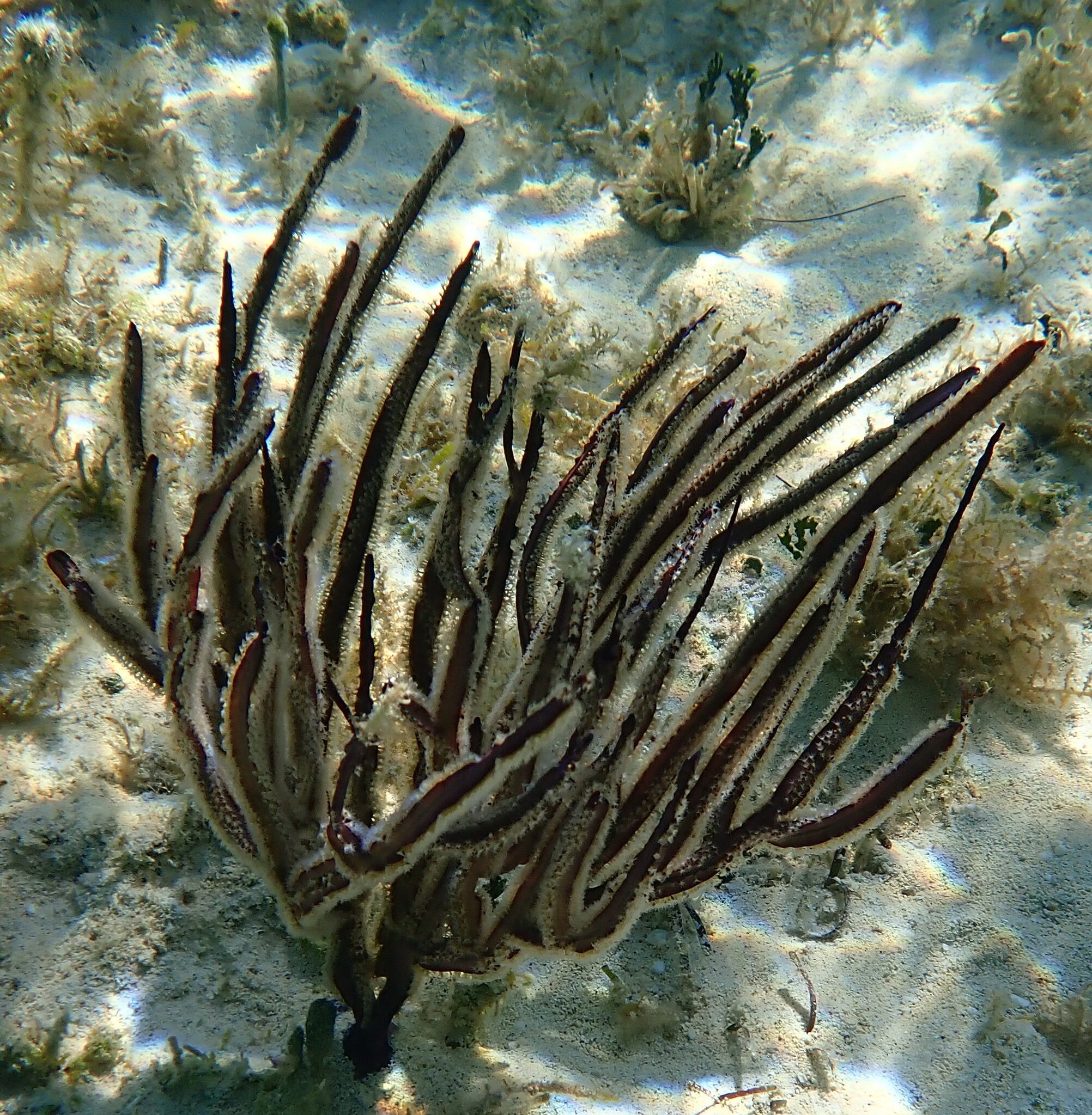 Pterogorgia anceps (Pallas, 1766)