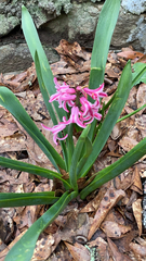 Hyacinthus orientalis