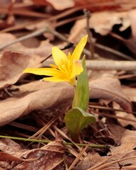 Erythronium rostratum