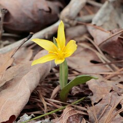 Erythronium rostratum