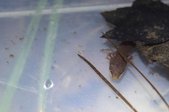Necturus punctatus