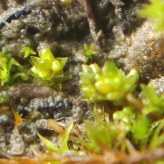 Bryum dichotomum