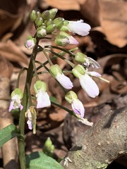 Cardamine douglassii