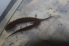Necturus punctatus
