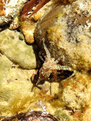 Hapalochlaena maculosa