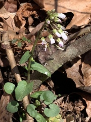 Cardamine douglassii