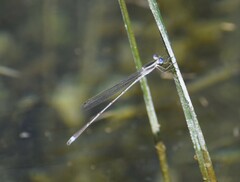 Lestes alacer