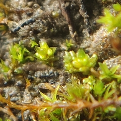 Bryum dichotomum