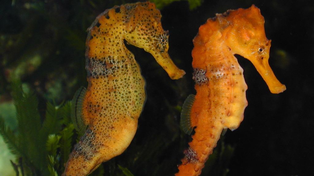 Longsnout Seahorse (Seahorses of the World) · iNaturalist