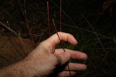 Stylidium productum