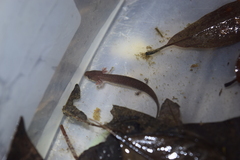 Necturus punctatus