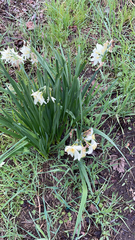 Narcissus tazetta