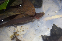 Necturus punctatus