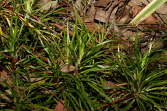 Stylidium productum