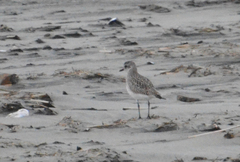 Pluvialis squatarola