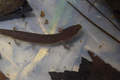 Necturus punctatus