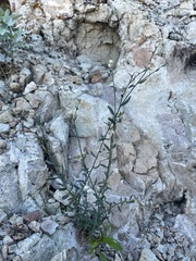 Menodora scabra