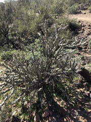 Cylindropuntia ramosissima