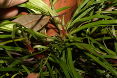 Stylidium productum