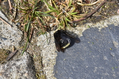 Bombus vosnesenskii