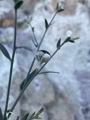 Menodora scabra