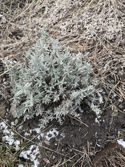 Lavandula angustifolia