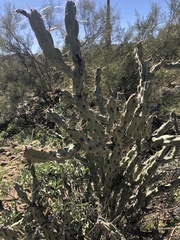 Cylindropuntia ramosissima